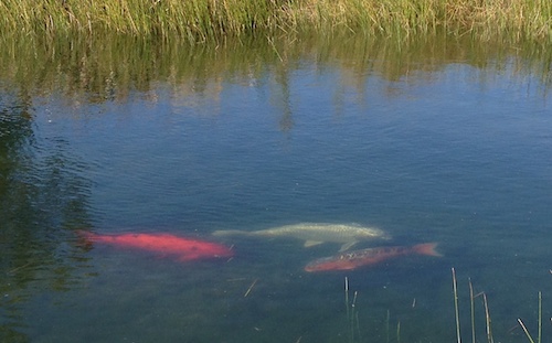 3 fish