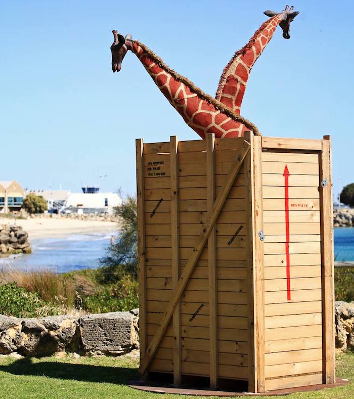 giraffes